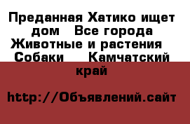 Преданная Хатико ищет дом - Все города Животные и растения » Собаки   . Камчатский край